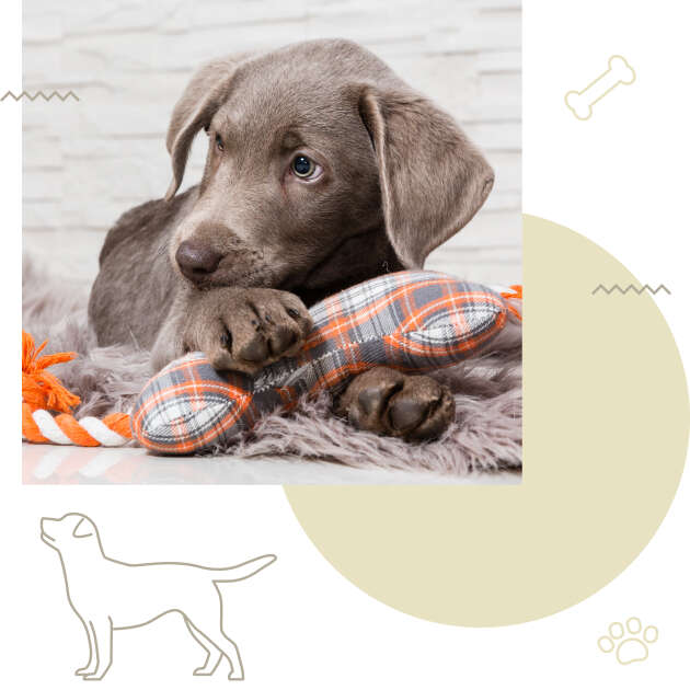 Hundewelpe mit Spielzeug in Knochenform Erstausstattung